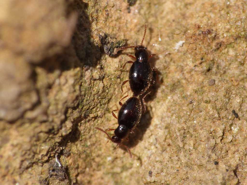 Piccolissimi (Scydmaenidae) in accoppiamento - Tolfa (RM)